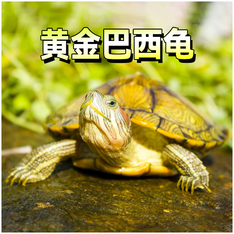 黄金巴西彩龟两只招财乌龟红耳活体水龟情侣观赏龟好养长寿小型龟