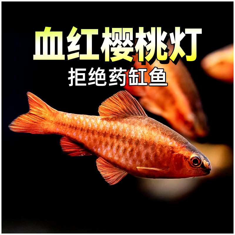 血红樱桃灯鱼小型热带群游鱼
