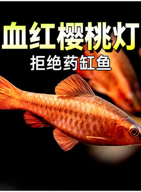 血红樱桃灯鱼长尾灯小型热带群游