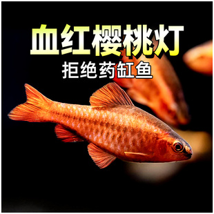 血红樱桃灯 小型热带红玫瑰鲫鱼水草鱼缸群游灯科鱼活体