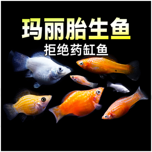 玛丽球胎生皮球鱼小型热带水族观赏鱼除油膜淡水活体宠物鱼