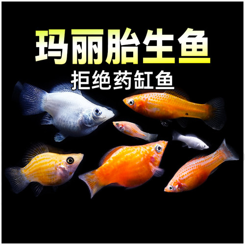 玛丽球胎生皮球鱼小型热带观赏鱼