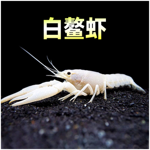 白鳌虾观赏虾 白玉活体美人虾淡水草缸水族小型活体宠物虾