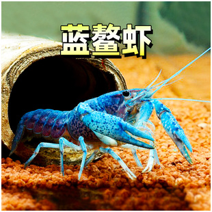 蓝鳌虾观赏虾活体淡水宠物虾佛罗里达鳌虾水草缸简单易养活体虾