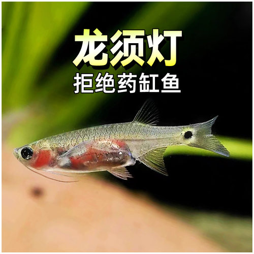 去除油膜全国包邮12小时包损包赔