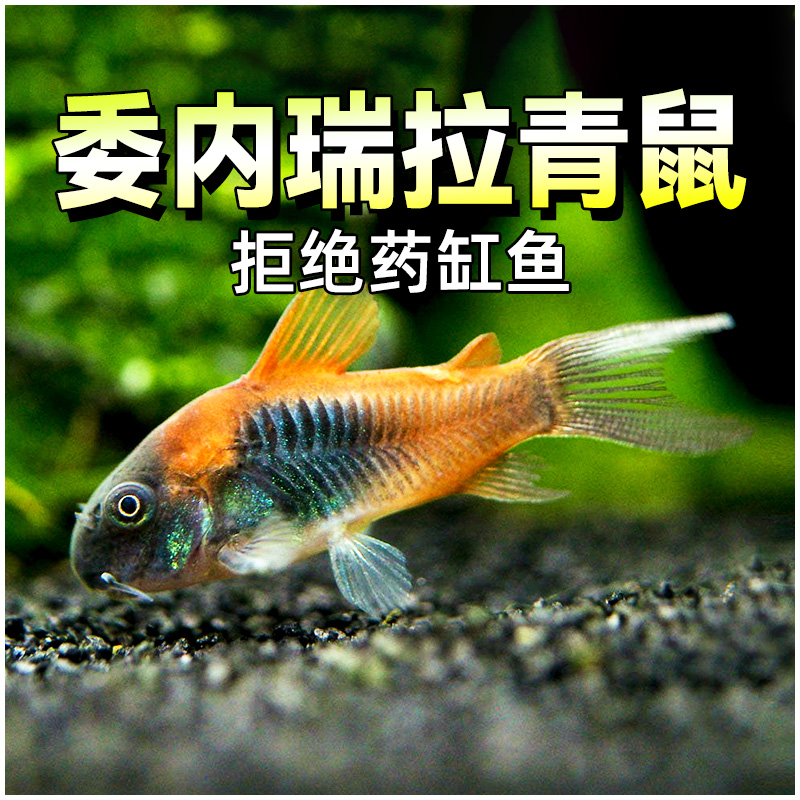 委内瑞拉青鼠鱼小型老鼠鱼热带观赏鱼淡水委青鼠黑鼠蓝鼠尼青鼠活