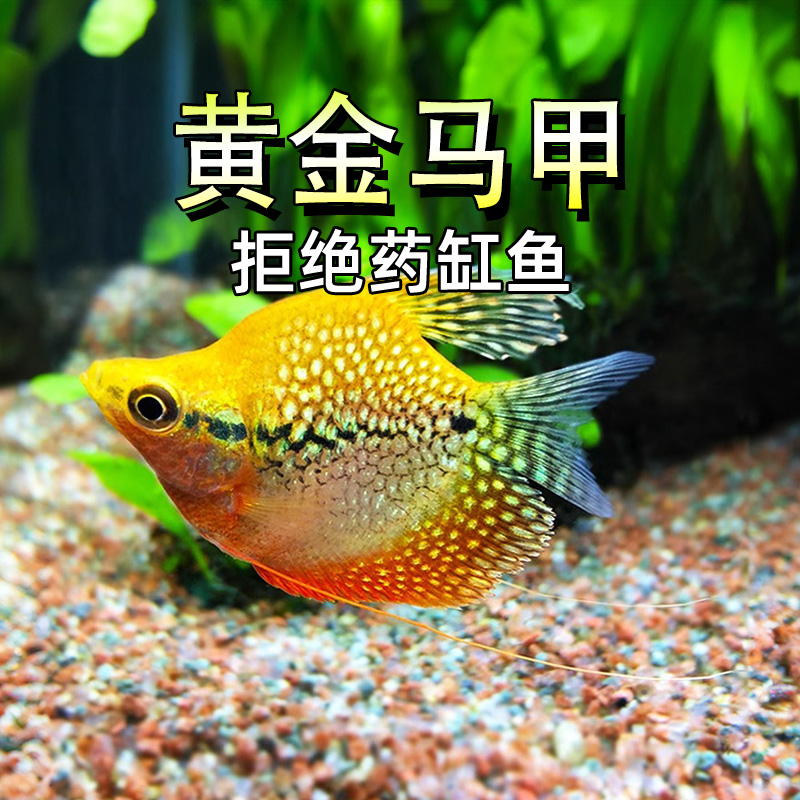 外观绚丽，易养易繁殖活鱼