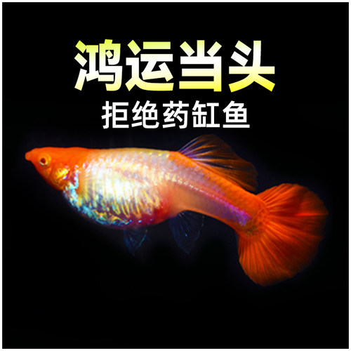 精品鸿运当头孔雀鱼临产怀孕母鱼