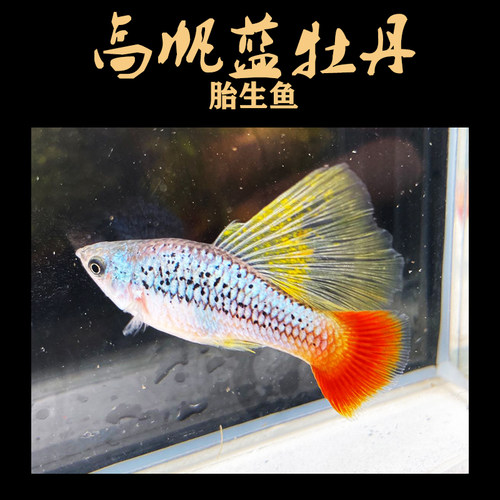 高帆蓝牡丹鱼玛丽月光鱼活体包邮