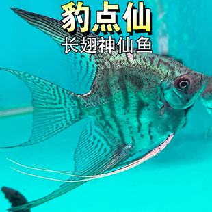 长翅麒麟豹点仙水族鱼缸热带鱼淡水秘鲁神仙鱼斑马鱼观赏鱼