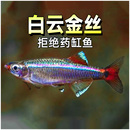 白云金丝鱼冷水鱼斑马鱼灯鱼小型鱼原生鱼红尾灯科鱼观赏鱼