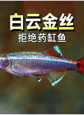 白云金丝鱼冷水鱼灯鱼