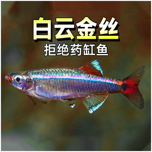 白云金丝鱼冷水鱼斑马鱼灯鱼小型鱼原生鱼红尾灯科鱼观赏鱼