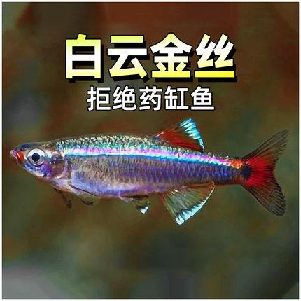 白云金丝鱼冷水鱼斑马鱼灯鱼小型鱼原生鱼红尾灯科鱼观赏鱼