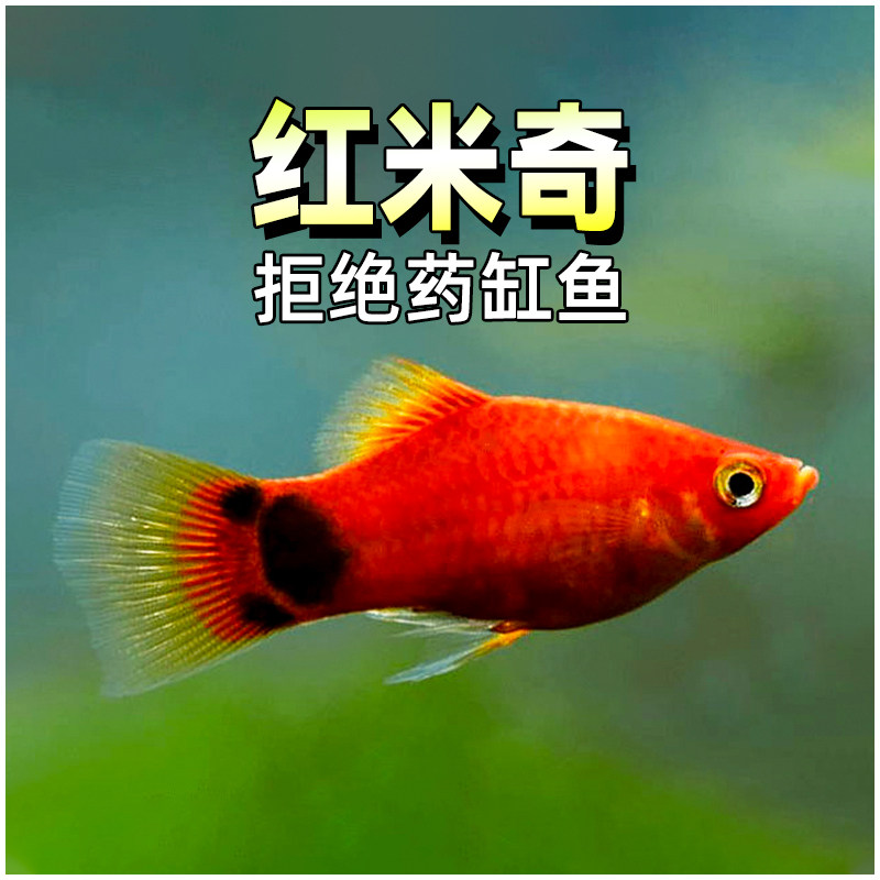 红米奇鱼胎生鱼小型热带淡水鱼三色牡丹月光米奇鱼好养耐活观赏鱼