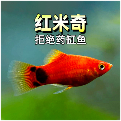 红米奇鱼胎生鱼小型热带淡水鱼