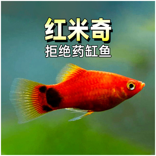 红米奇鱼胎生鱼小型热带淡水鱼