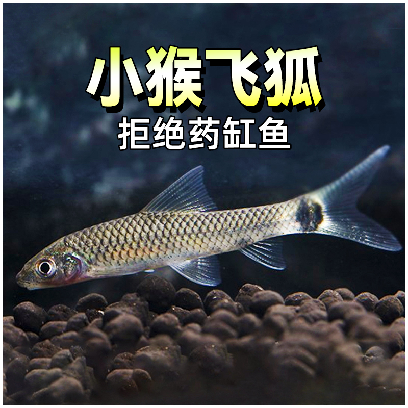 一线飞狐黑线小猴缸壁除毛丝藻老虎小精灵热带工具清洁观赏鱼一眉