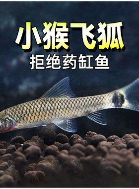 一线飞狐黑线小猴缸壁除毛丝藻老虎小精灵热带工具清洁观赏鱼一眉