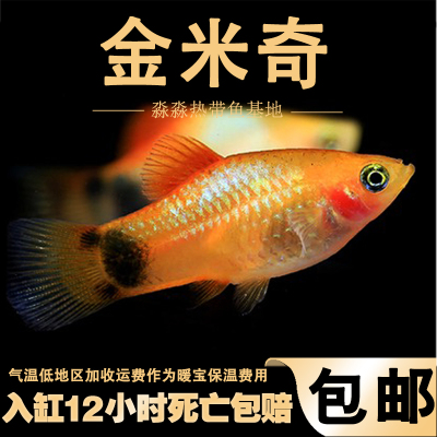 金米奇红米奇黑尾月关蓝月光玛丽