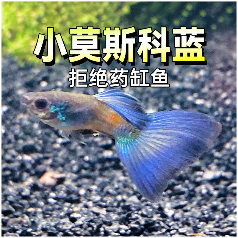 莫斯科蓝冰蓝孔雀鱼练手入门新手水草缸怀孕母鱼临产热带精品大尾
