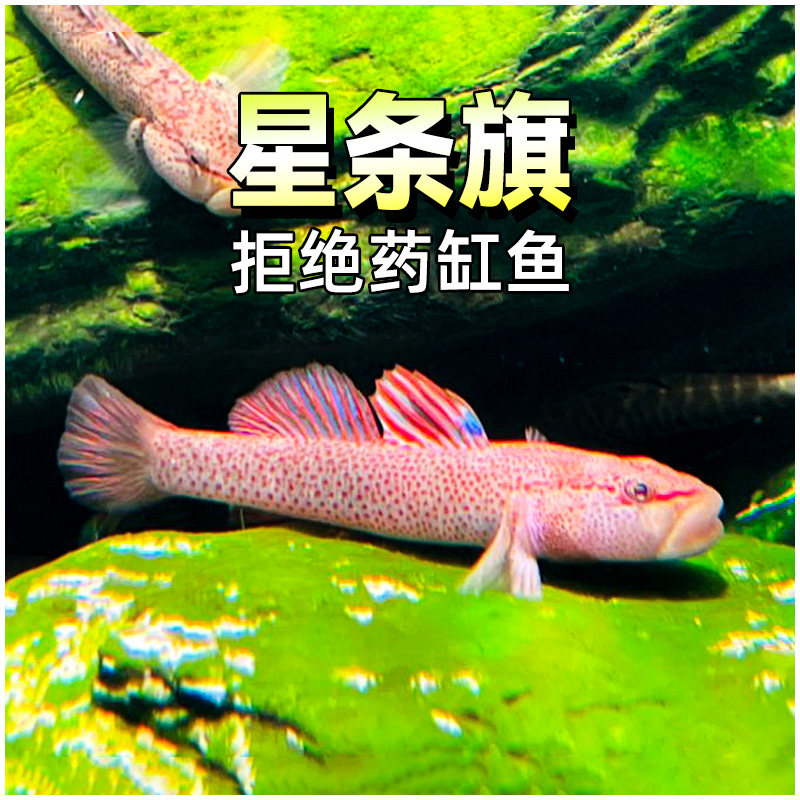 星条旗吻虾虎鱼冷水好养淡水