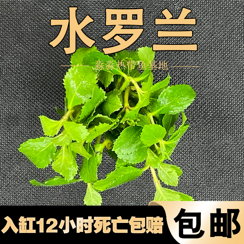 水罗兰水草植物真草鱼缸水草造景水族活净水阴性新手懒人造景套餐