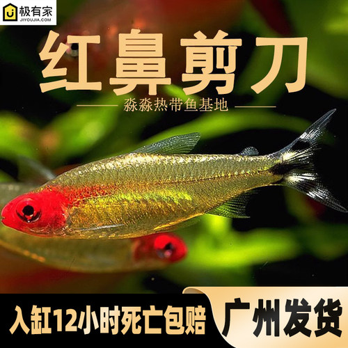 红鼻剪刀鱼热带观赏淡水鱼