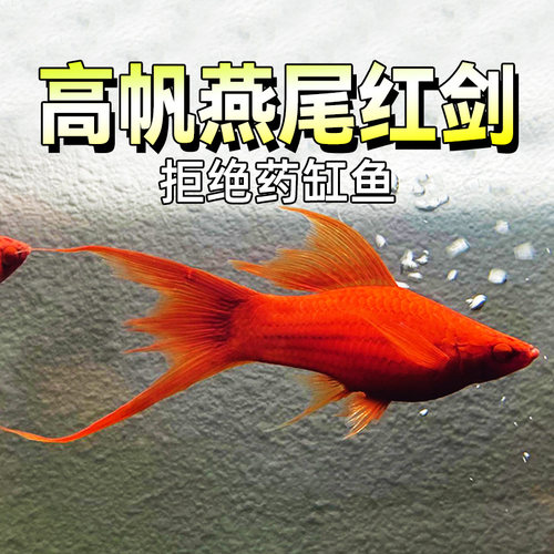 广州发货包邮包损淡水燕尾红剑鱼