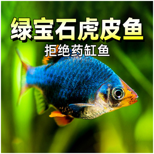 绿宝石虎皮鱼四间虎皮活体宠物鱼