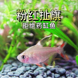 粉红扯旗鱼精品热带淡水耐养灯科鱼活体群游