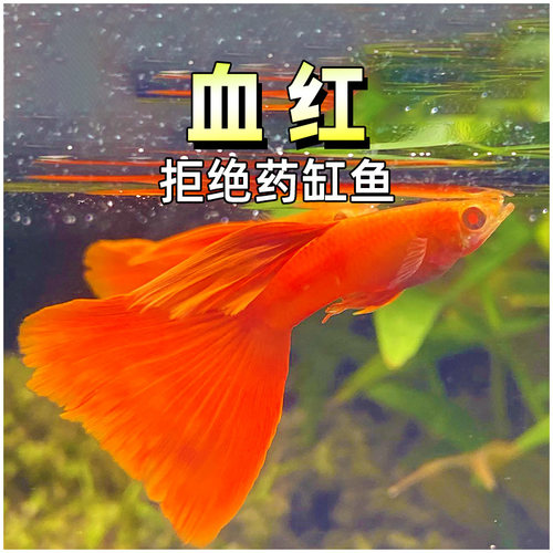 精品大尾巨背血红美国全红包肚