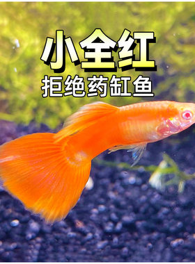 美国全红鱼水草缸大尾巴精品高端
