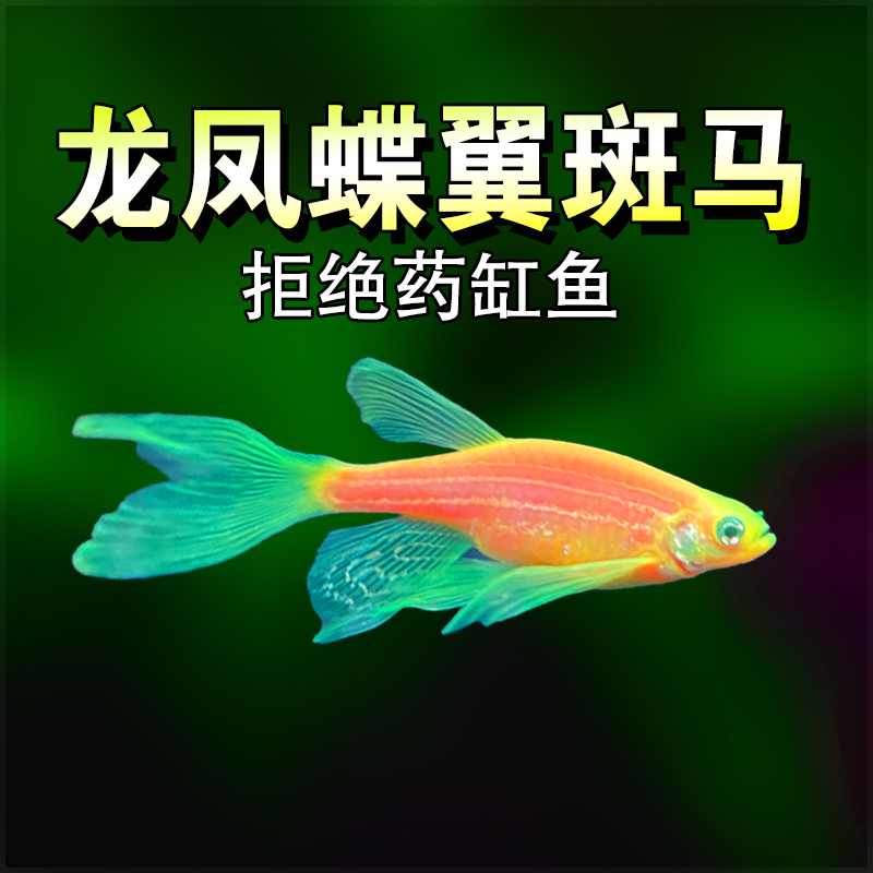 龙凤蝶翼斑马鱼长尾长鳍大帆热带观赏鱼龙凤冷水小型淡水好养活鱼