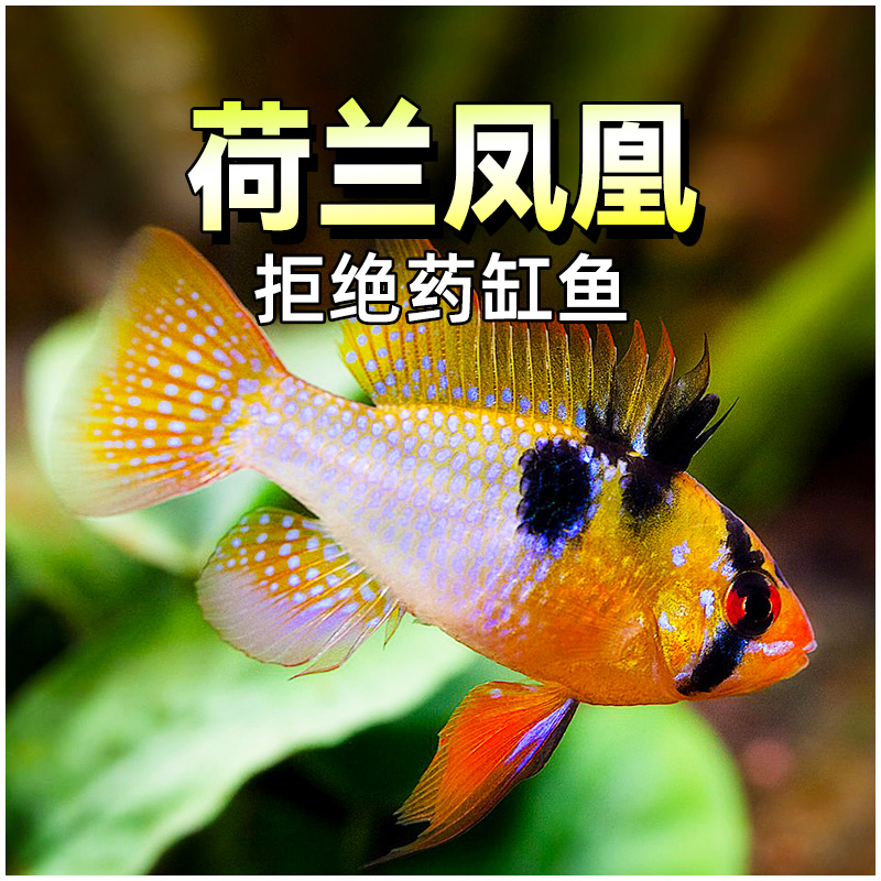 观赏热带鱼荷兰凤凰鱼 短鲷七彩凤凰圆身凤凰波子鱼活体