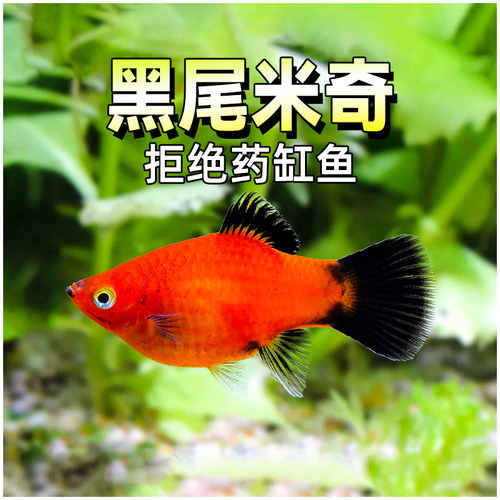 黑尾米奇胎生鱼红米奇淡水鱼包邮