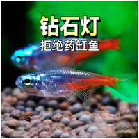 鉆石燈魚鉆石霓虹燈日光燈魚