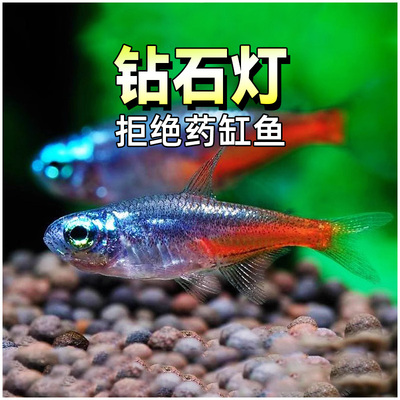 钻石灯鱼钻石霓虹灯日光灯鱼