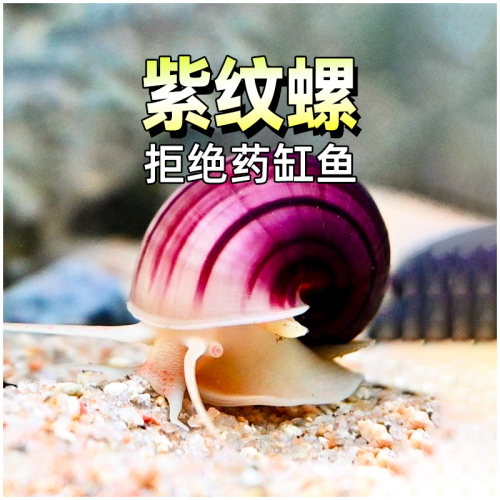 紫纹螺观赏宠物紫衣百合螺活体螺