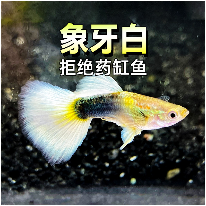 黄礼服象牙白入门新手草缸孔雀鱼