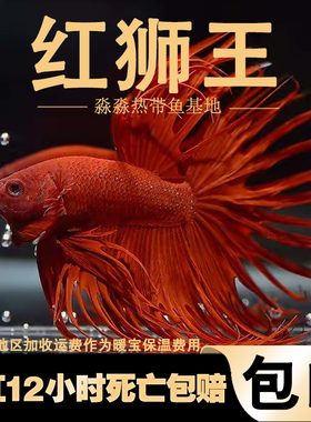 斗鱼斗鱼活体红色狮王斗鱼活体狮王红色斗鱼活体斗鱼活体生态瓶