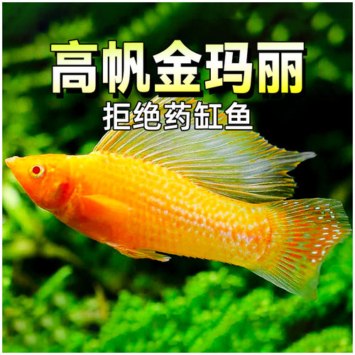 高帆金玛丽胎生鱼玛丽小型淡水鱼