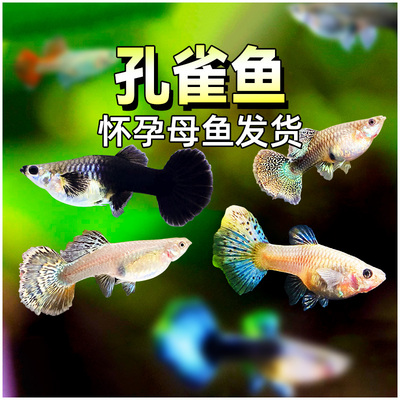 广东发货怀孕孔雀鱼到货看鱼生崽