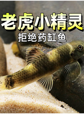 老虎小精灵熊猫青苔鼠