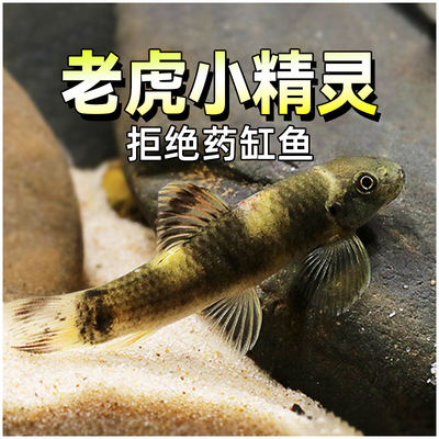 老虎小精灵熊猫青苔鼠