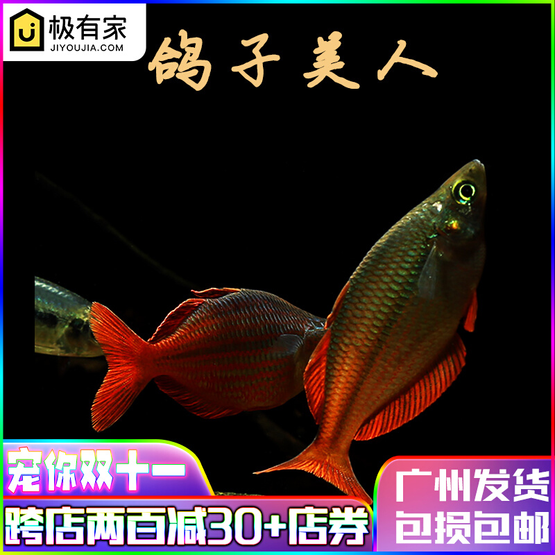 鸽子美人鱼鸽子美人球鱼热带观赏鱼大中型鱼宠物鱼淡水群养活体鱼