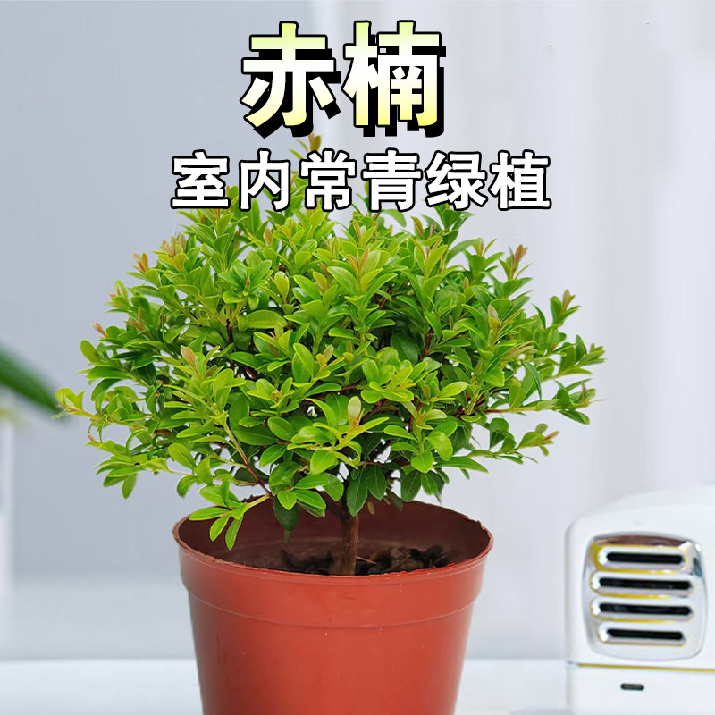 小叶赤楠盆景老桩金丝楠木盆栽绿植室内办公室绿植物四季好养花卉