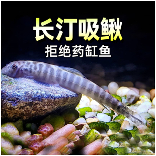长汀拟腹吸鳅长钉东坡原生冷水工具鱼耐寒除藻方氏麦氏贵爬鱼活体