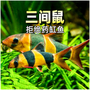 三间鼠鱼小丑泥鳅三间老鼠鱼龙鱼配鱼清缸热带观赏工具鱼活体宠物