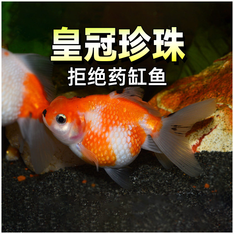 皇冠珍珠金鱼精品鼠头红白冷水金包稀有珍珠金鱼活体淡水观赏鱼